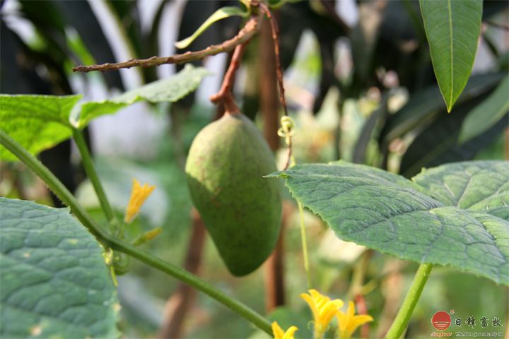 日锋菜园芒果