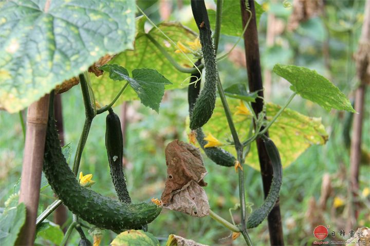 日锋菜园黄瓜