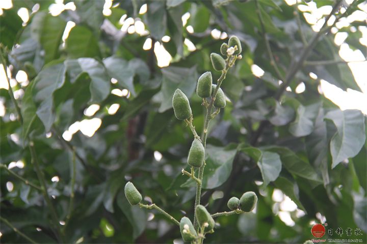 日锋菜园黄皮